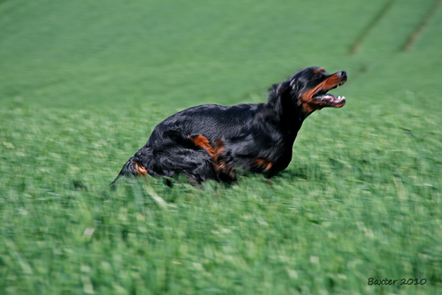 baxter
